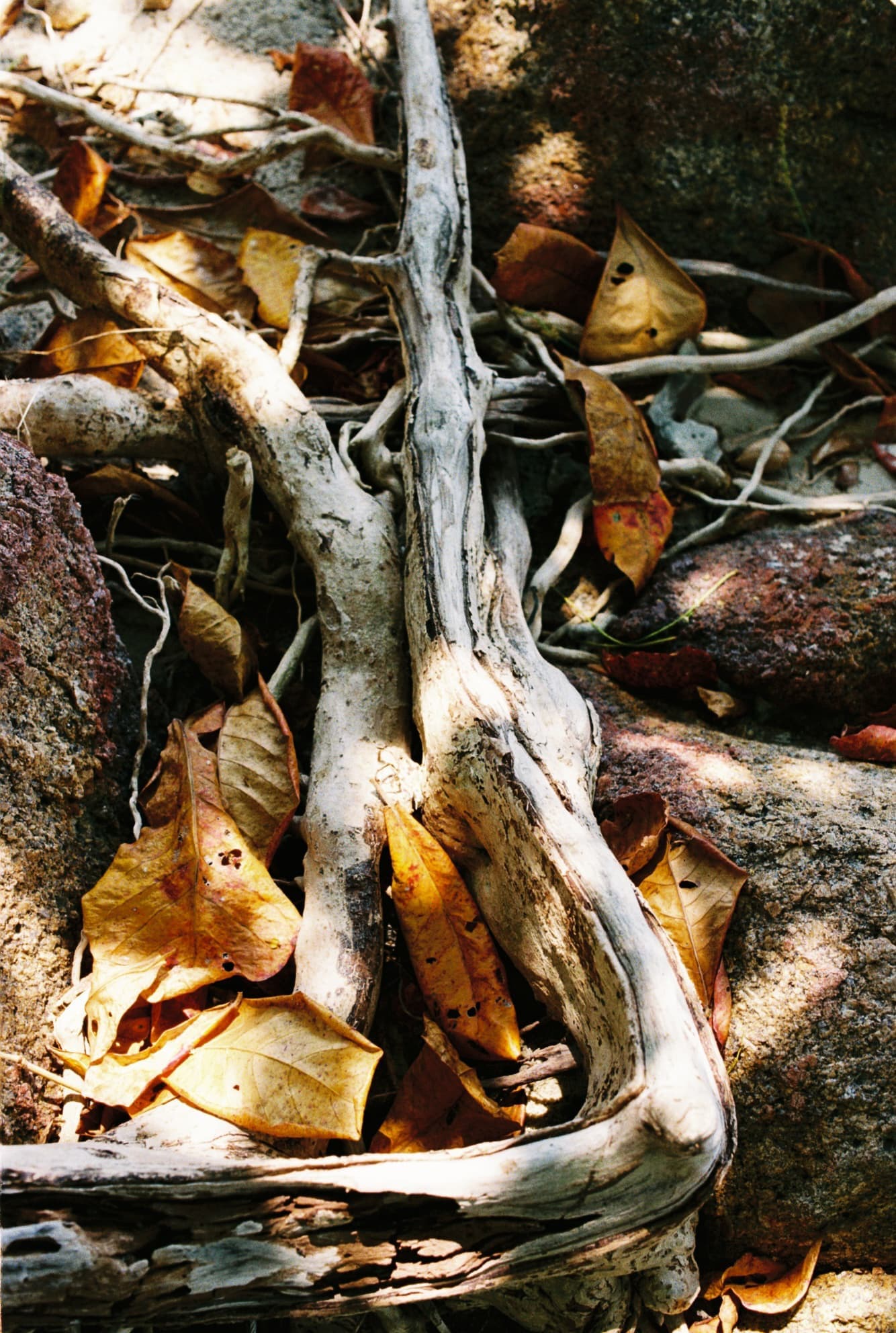 Koh Samui roots.