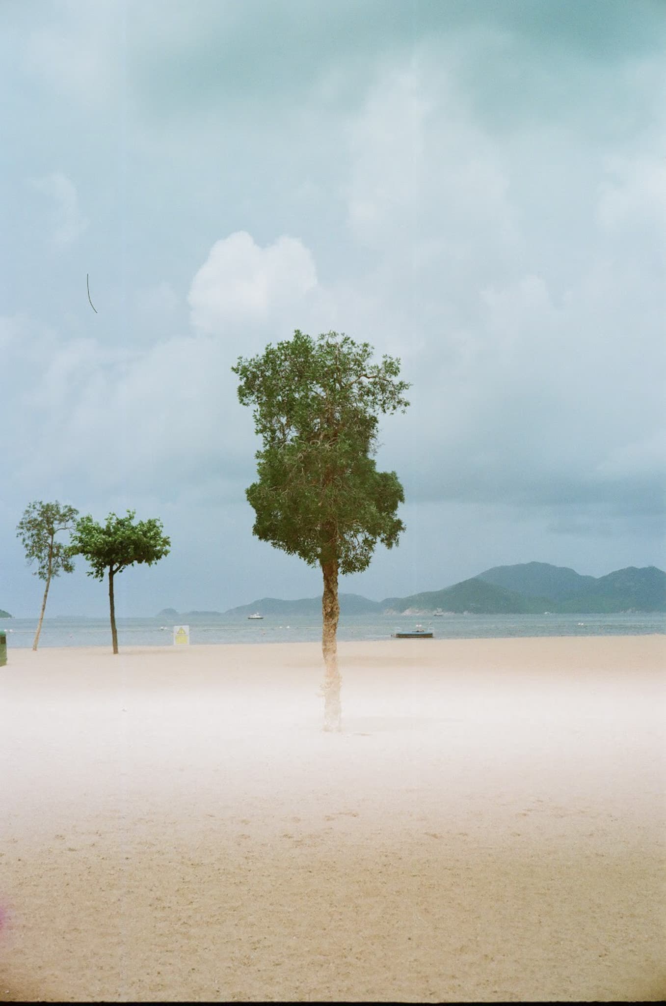 Repulse bay, tree