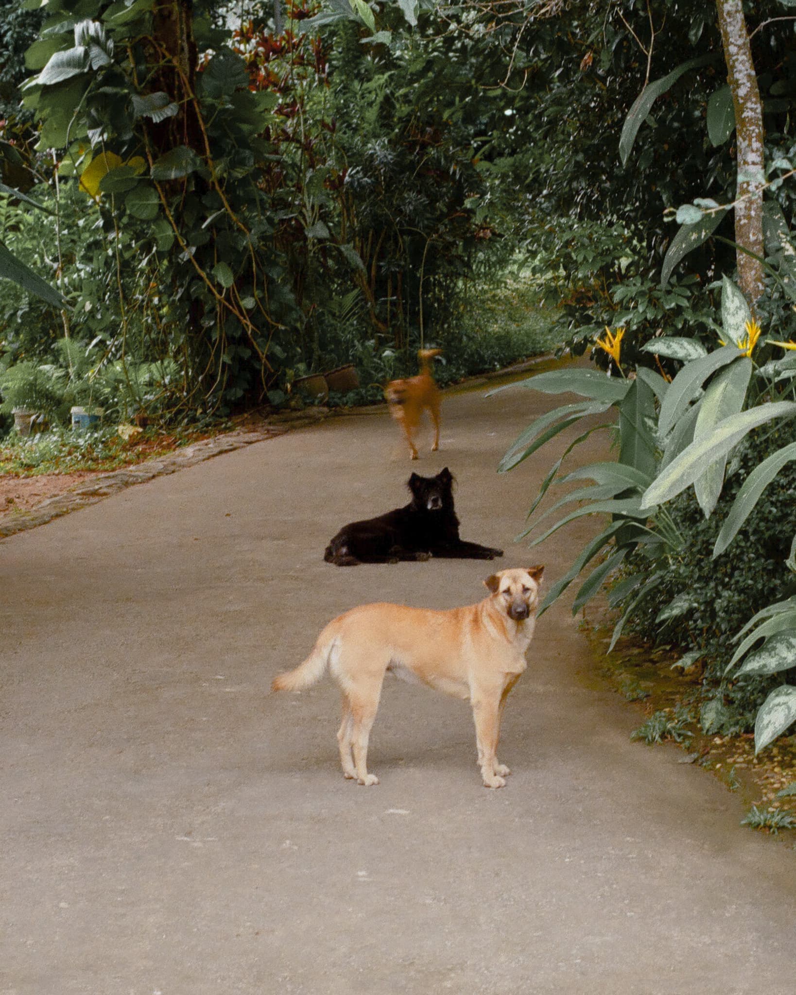 Chiangmai. Doggo.
