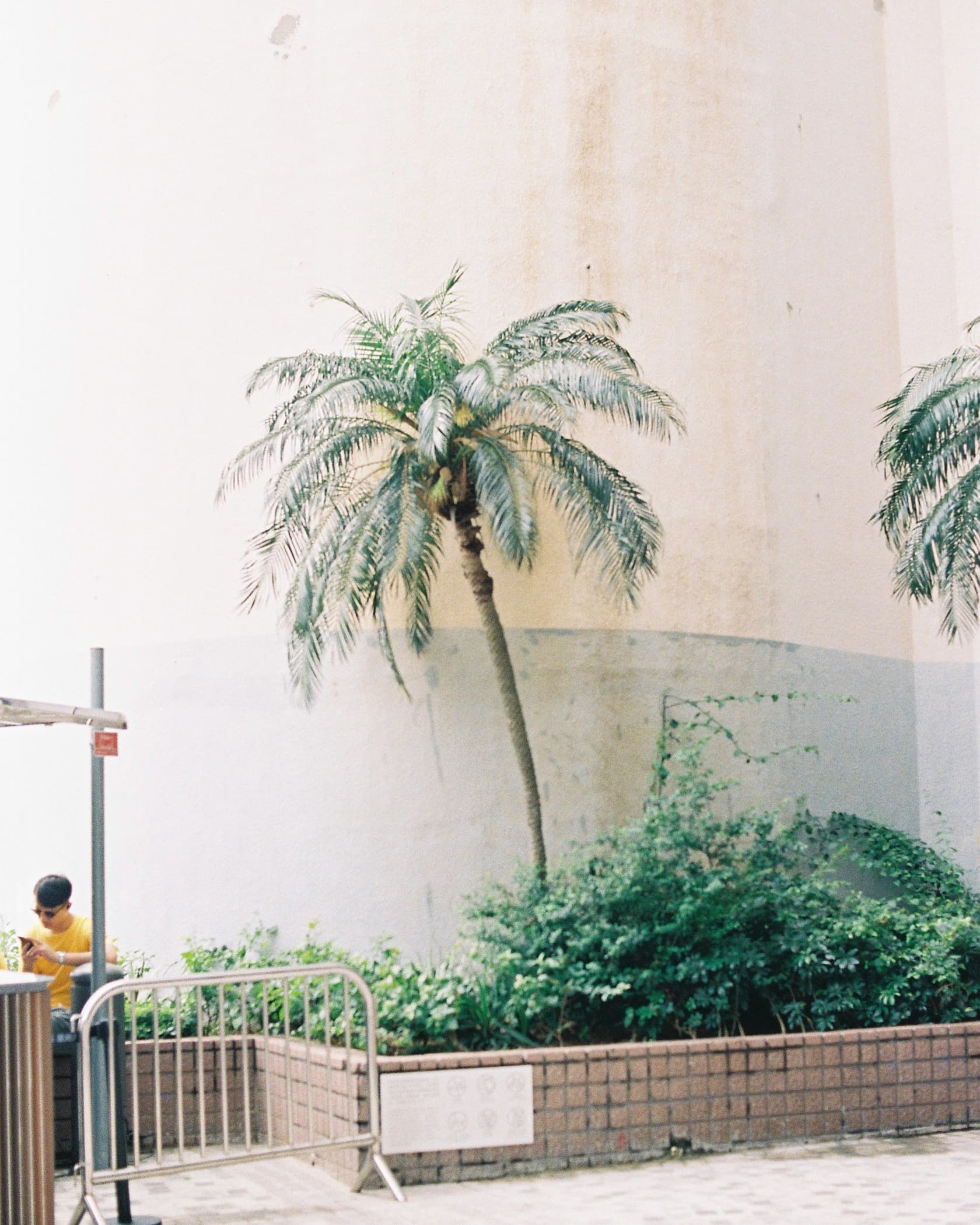 Hong Kong. Star Ferry, tree.
