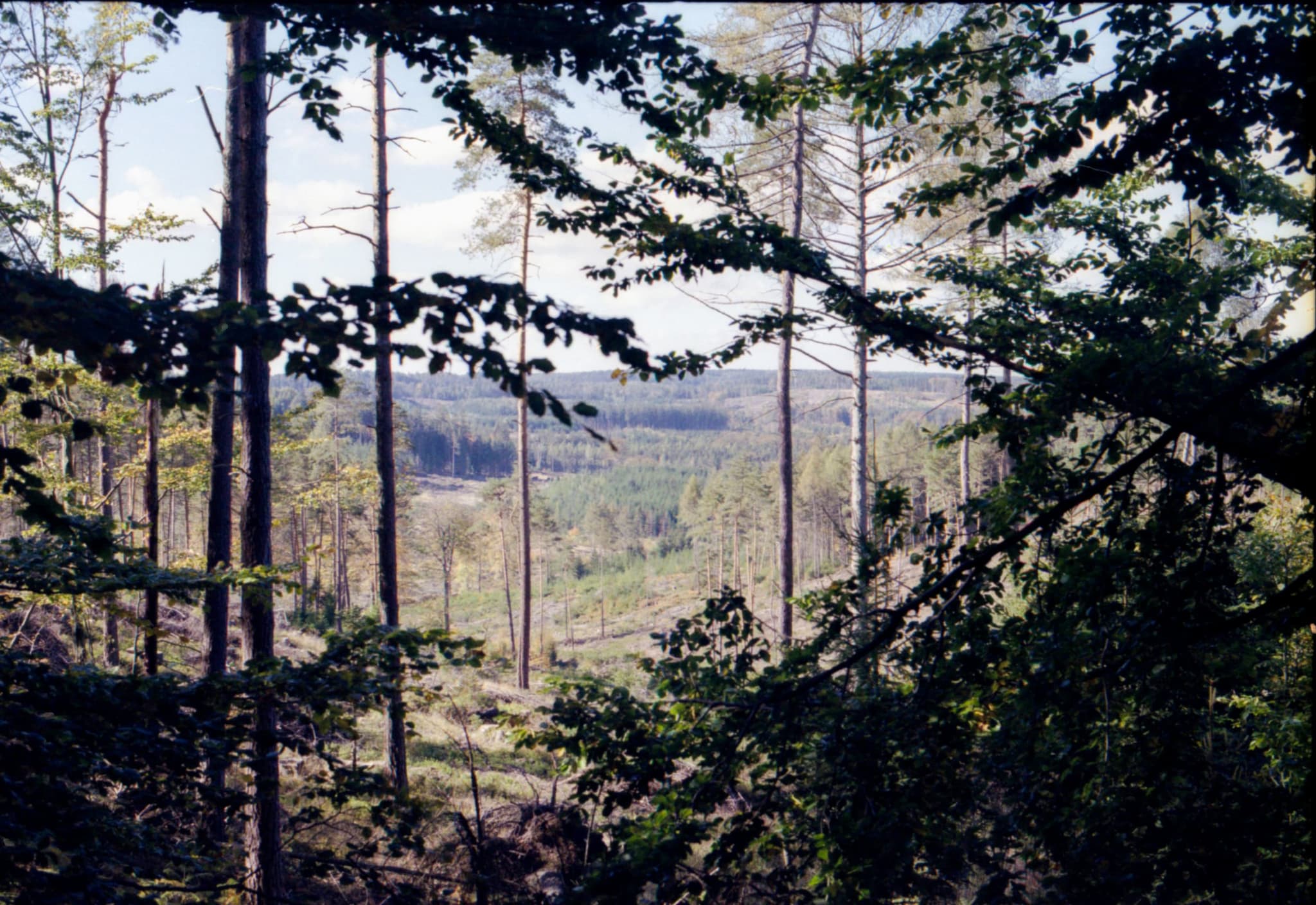 Retreat. Woods.