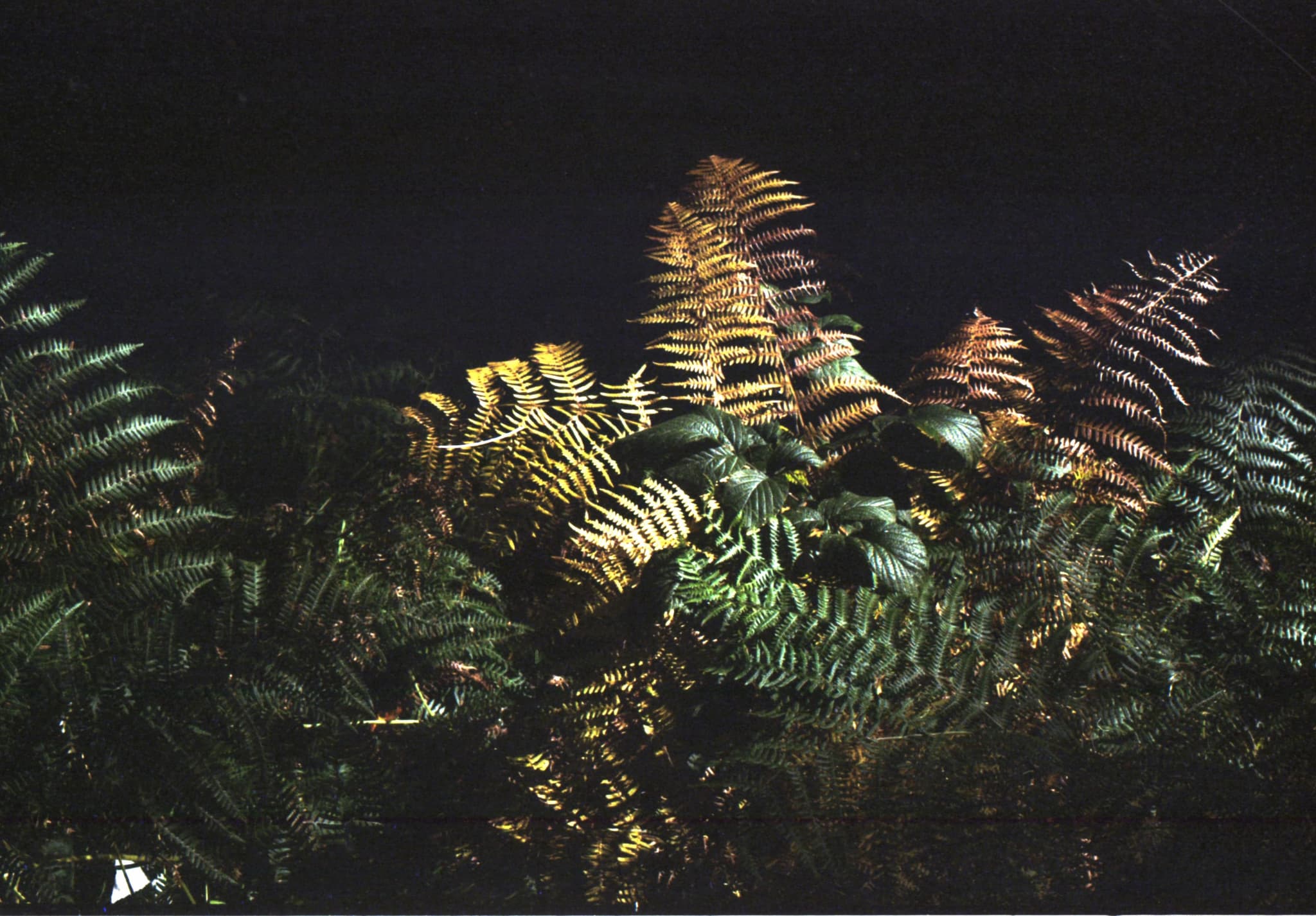 Retreat. Ferns.