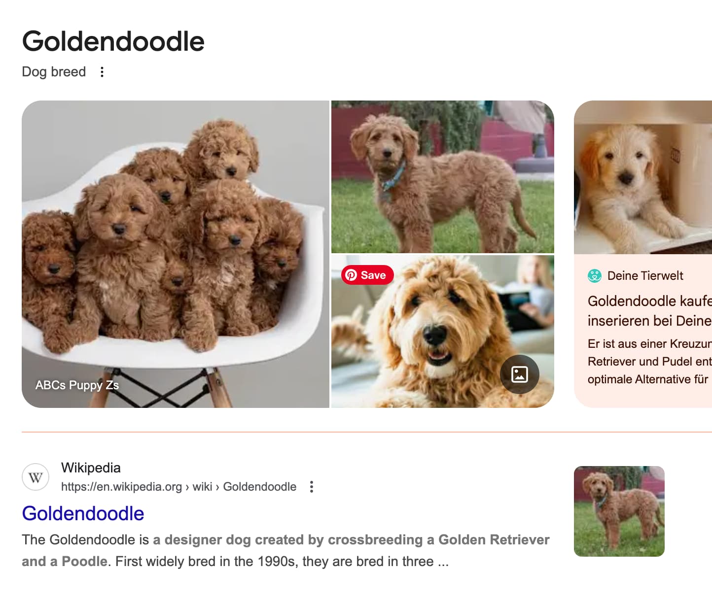 goldendoodle